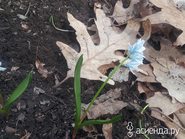 spring