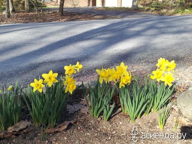 spring