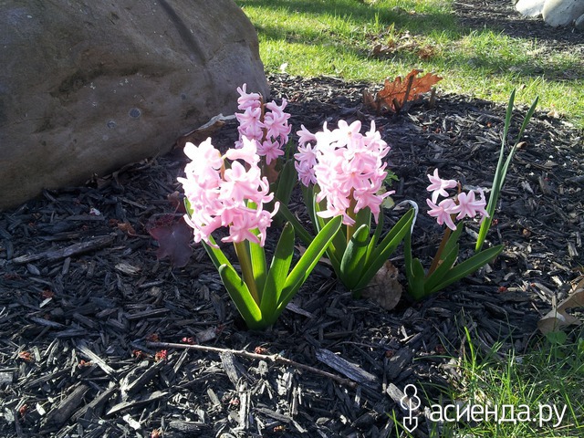 spring