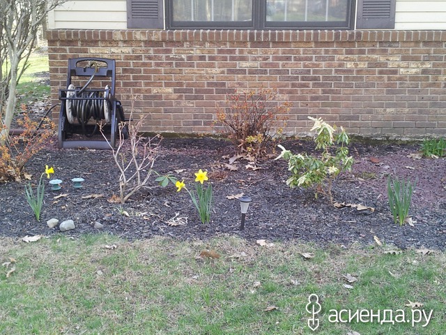 spring