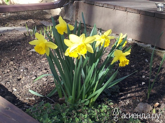 spring