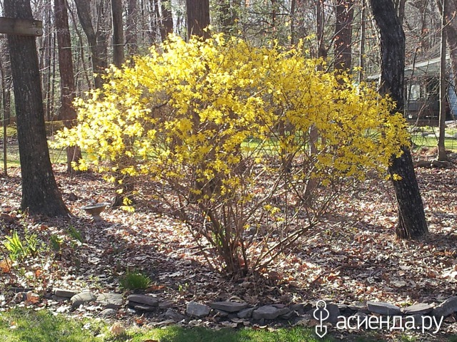 spring