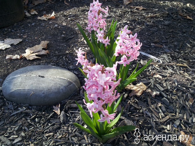 spring