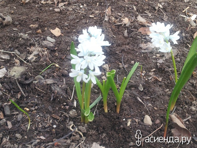 spring