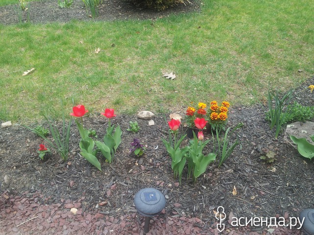 spring