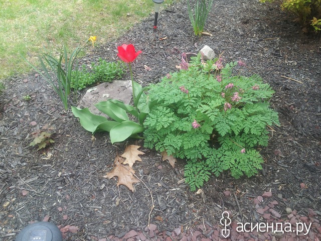 spring