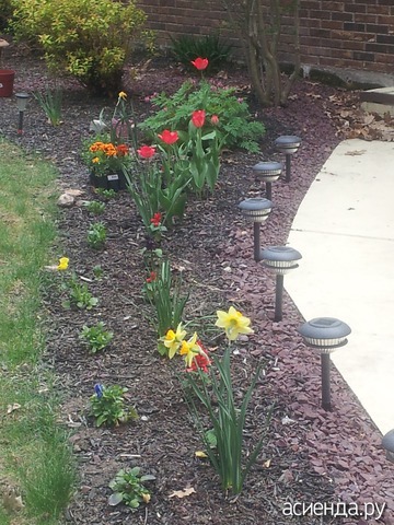 spring