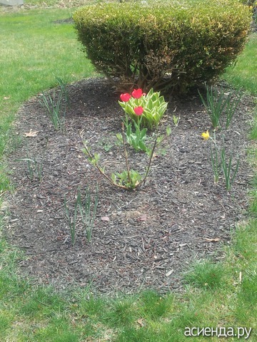 spring