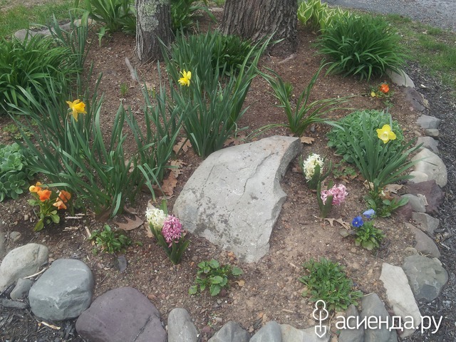spring