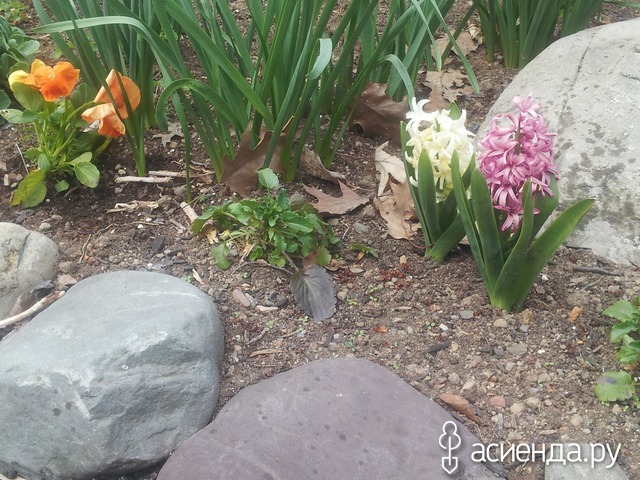 spring