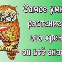 Тайны всезнающего овоща