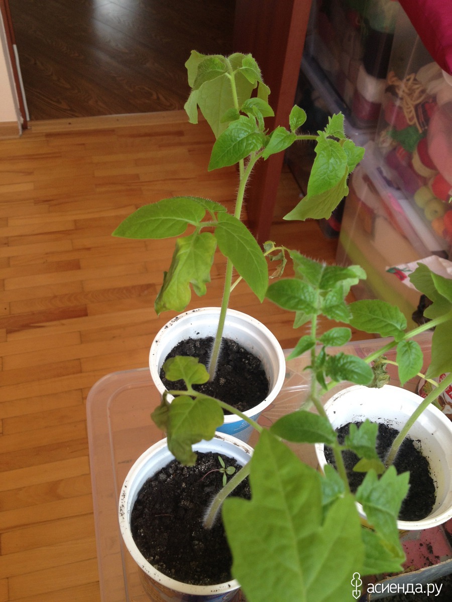 Вянут листья у рассады томатов что делать