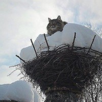 МУРЛЫКИ!