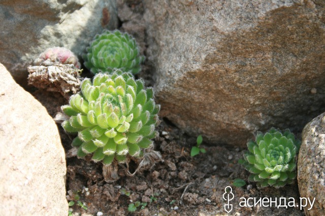   Ciliosum Borisii