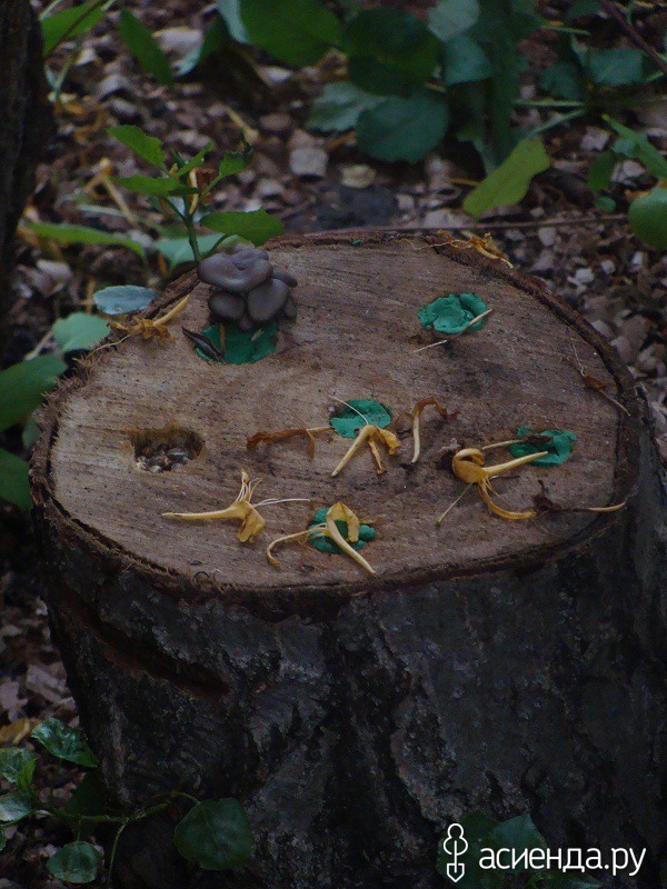 На каких деревьях можно выращивать грибы вешенки