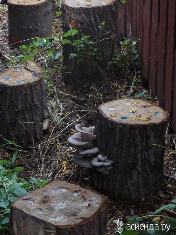 Как вырастить грибы на пнях