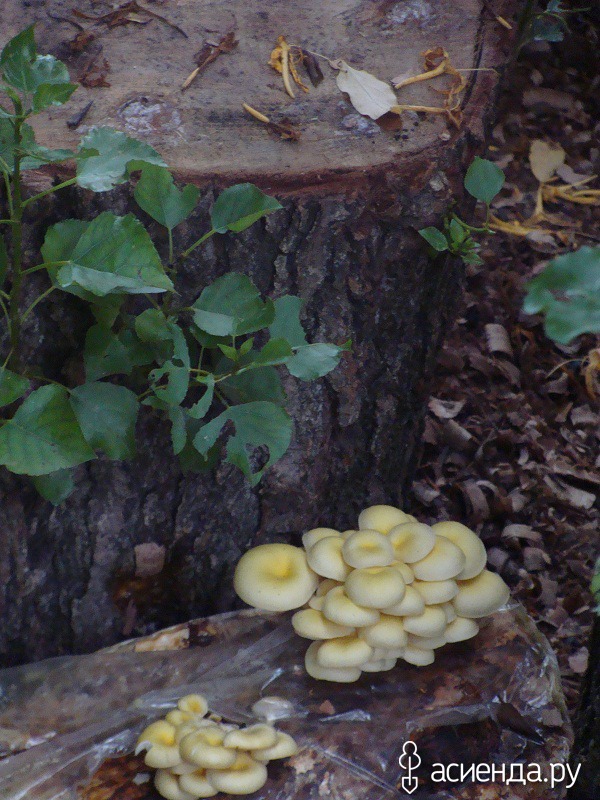 Как выращивать грибы вешенки в домашних условиях на пнях?