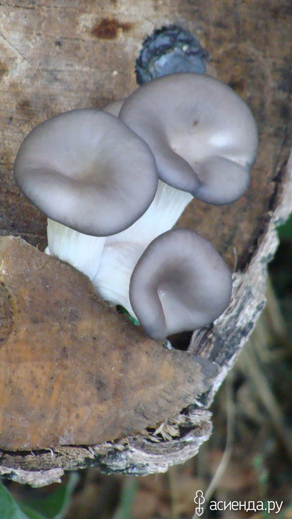 Как выращивать грибы вешенки в домашних условиях на пнях?