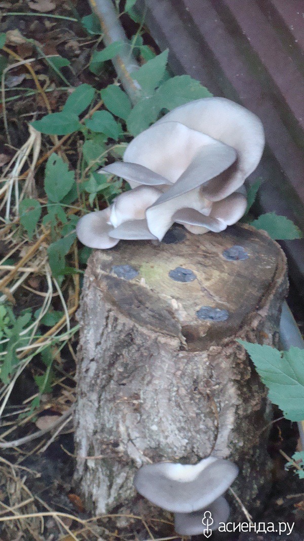Как вырастить грибы на пнях
