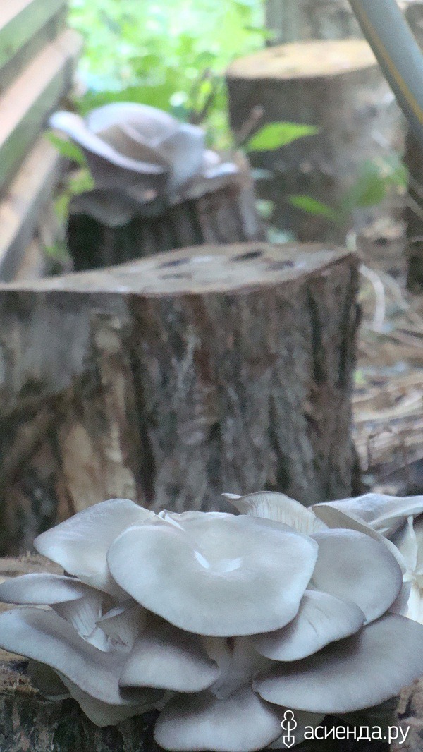 Как вырастить грибы на пнях thumbnail