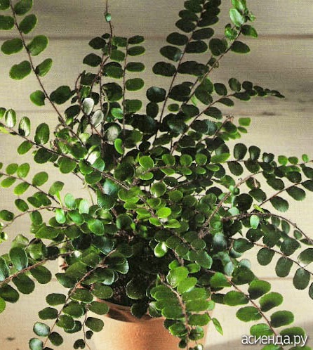 Растение С Круглыми Листьями Фото