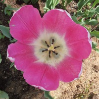 Сорта розовых тюльпанов
