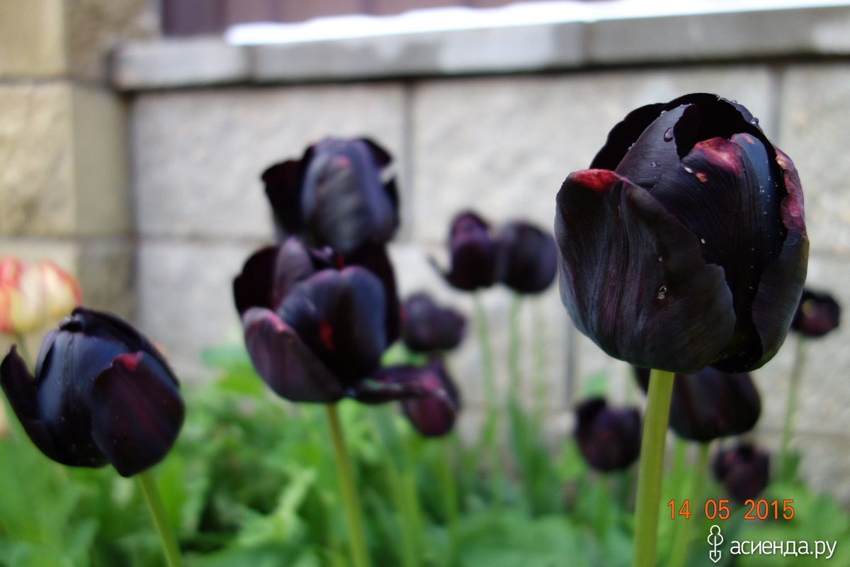 Про черный тюльпан. Тюльпан Black Parrot. Тюльпаны черные ОРТ. Темные Попугайные тюльпаны. Черный тюльпан Жигулевск.