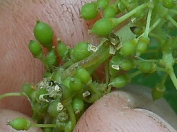 Гроздевая виноградная листовертка - враг винограда