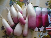 Китайский редис