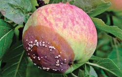 Горькая гниль плодов груш и яблонь