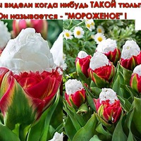 Чудо - тюльпан!