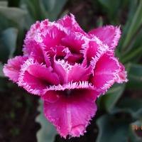 Фиолетовая гамма тюльпанов
