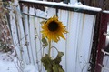 октябрьский подснежник.