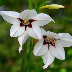 АЦИДАНТЕРА - душистый гладиолус (Gladiolus murielae)