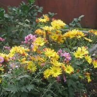 �������� � ���� ���������� � ����