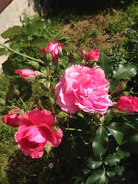 Кукарача по- новому укрыла розы и закончила дачный сезон