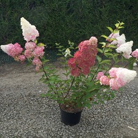 ��������� Fraise Melba� 'Renba' � ������. HYDRANGEA paniculata Fraise Melba � 'Renba' ��� � ������.