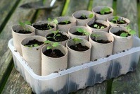 На что сгодятся рулончики от туалетной бумаги