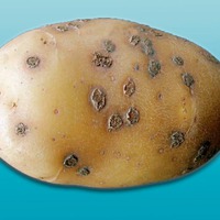Порошистая парша картофеля