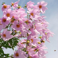 Георгиновое дерево Dahlia imperialis