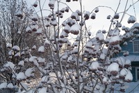Митя Фомин - Перезимуем