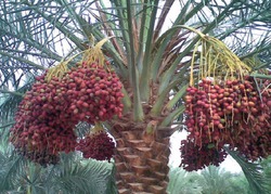 Финиковая пальма и финики