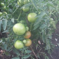 Мои томаты