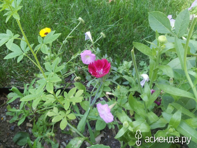 summer