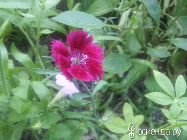 summer