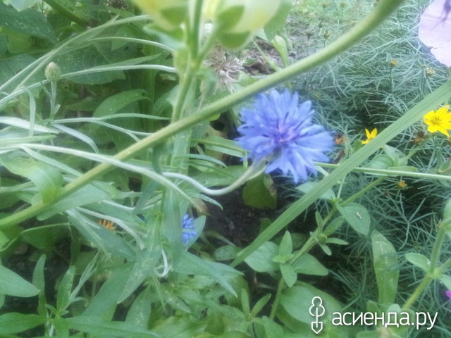 summer
