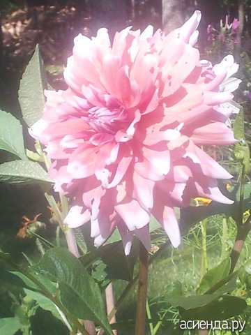 summer