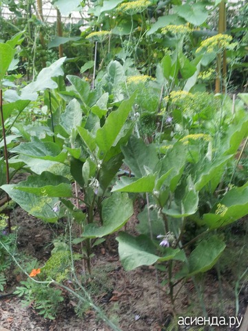ogorod yuly