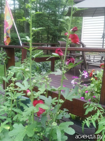 summer