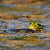 Беззубые Кваки охотятся на карасей и воробьев